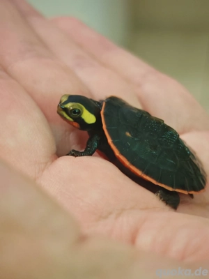  Schildkröten wasserschildkröten nachzuchten