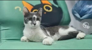 Yke Freundlicher verschmuster verspielter Traumkater sucht Familienanschluss