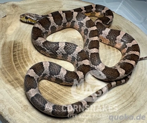 Kornnattern Adult Hamm Reptilienmesse