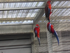 Pennantsittich  Henne 