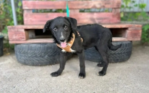 Die hübsche Mabel sucht ihr Zuhause