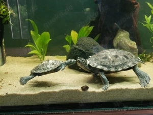 Wasserschildkröte Mississippi Höckerschildkröte 