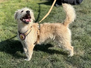 Bembel - Energiebündel auf 4 Pfoten