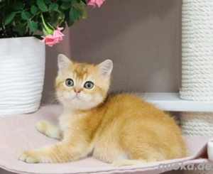 BKH goldenes Kittens