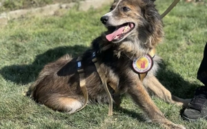 Sonnenschein Sole sucht ihre Menschen Bild 6