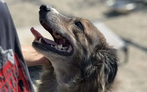 Sonnenschein Sole sucht ihre Menschen Bild 3