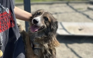 Sonnenschein Sole sucht ihre Menschen Bild 4