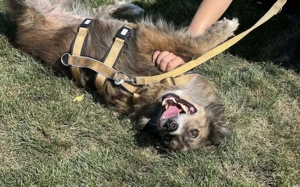 Sonnenschein Sole sucht ihre Menschen Bild 8