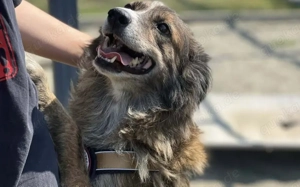 Sonnenschein Sole sucht ihre Menschen Bild 9