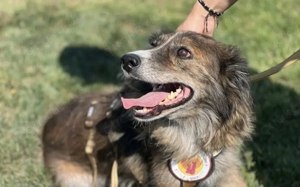 Sonnenschein Sole sucht ihre Menschen Bild 5