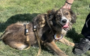 Sonnenschein Sole sucht ihre Menschen Bild 7