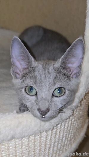 Wunderschöner Russische Blau Katerchen sucht liebevolle Menschen! Bild 3