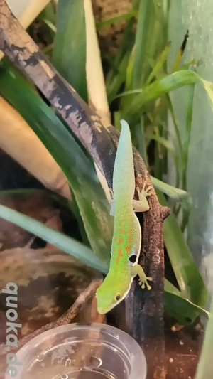0.0.4 Phelsuma Dorsovittata  Bild 2