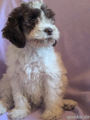 Cockapoo Welpen  abzugeben