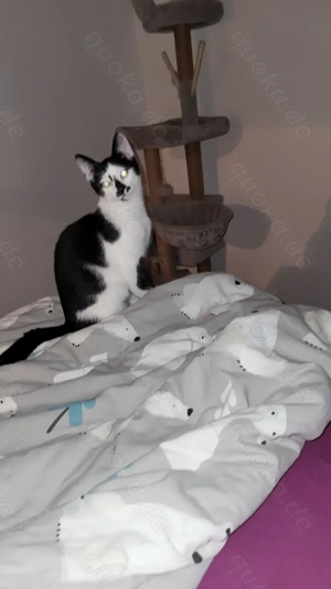 Kleiner Kater will ausziehen 