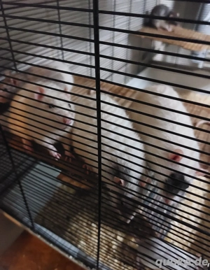 ich Habe noch Ratten abzugeben zu verschenken 