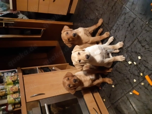 2 wunderschöne LABRADOR WELPEN, weiblich, weiss blond  suchen ein liebevolles Für-immer-Zuhause!   