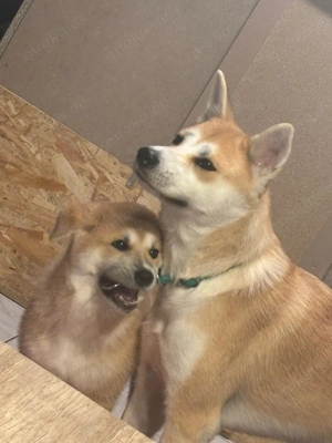 1 süße Akita Inu Welpin 14 Wochen alt, sucht neue Familie!