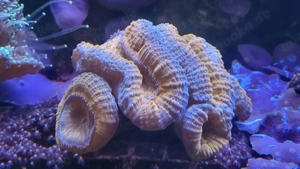 Symphyllia sp. Steinkoralle orange