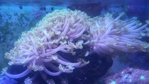 Goniopora djiboutiensis, Sonnenschein oder Margeritenkoralle