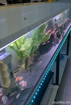 Super Aquarium Hochglanz Weiss  Bild 3