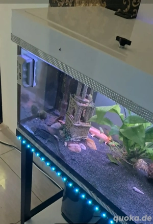 Super Aquarium Hochglanz Weiss  Bild 5