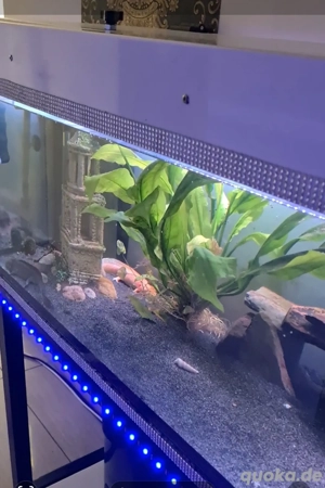 Super Aquarium Hochglanz Weiss  Bild 6