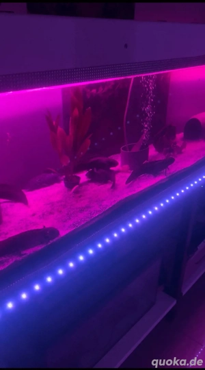 Super Aquarium Hochglanz Weiss  Bild 8