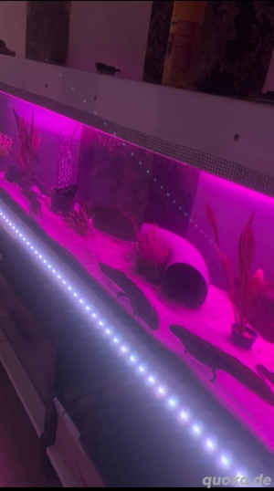 Super Aquarium Hochglanz Weiss  Bild 7