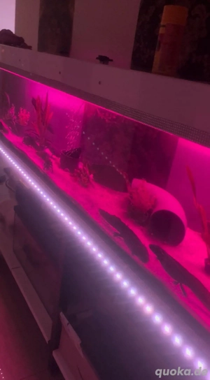 Super Aquarium Hochglanz Weiss  Bild 10