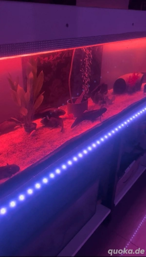 Super Aquarium Hochglanz Weiss  Bild 9