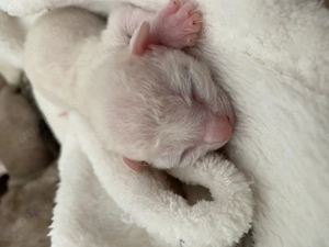 Wunderschöne reinrassige Cornish Rex Kätzchen mit Papieren ähnlich Sphynx 