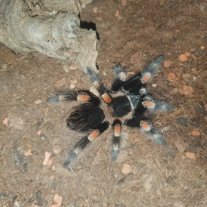 0.1Brachypelma hamorie Abzugeben 
