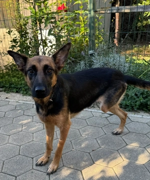 *NAYRA* - Eine perfekte Hündin, trotz Handicap