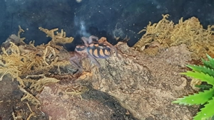 0.1 Hapalopus formosa (sp.Columbien groß)