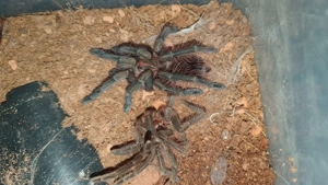 0.1.1 Pamphobeteus sp. machalla Paar Bild 2