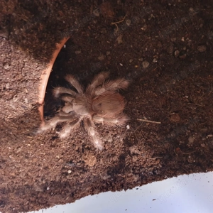 0.0.1 Nhandu tripepii 3,5cm Önz