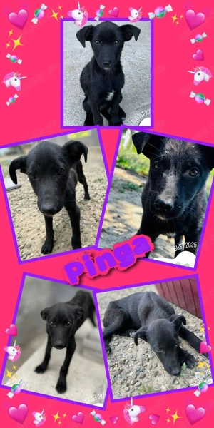 Süße Pinga möchte ins Warme!