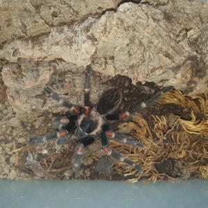 1.0.0Brachypelma auratum 3 cm