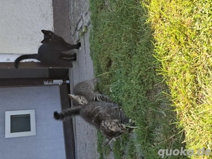 2 Kater zu verkaufen Bild 4