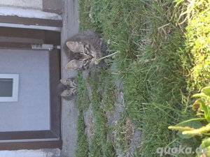 2 Kater zu verkaufen Bild 2