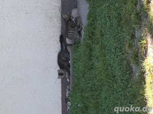 2 Kater zu verkaufen