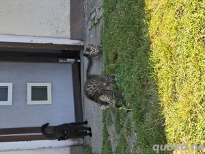 2 Kater zu verkaufen Bild 3