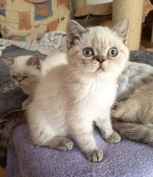 Super verschmuste Exotic-Jungtiere