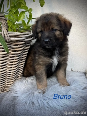 Welpen Australian Shepherd Deutscher Schäferhund