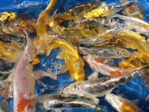 KOI 12-15 cm Jungfische aus 2025 - 15 Stück nur   99,- Die Größten aus diesem Jahr - 