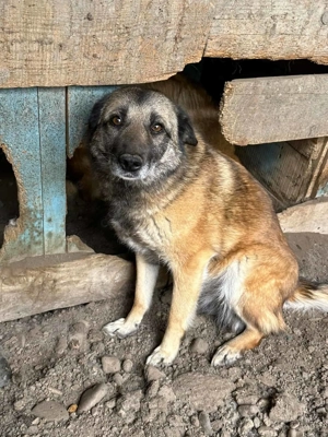 Rona ca. 45 cm   hat sich toll entwickelt