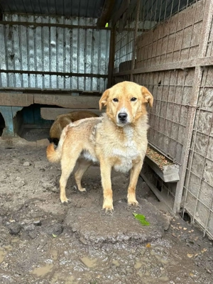 Timmi K ca. 40 cm   möchte mutig sein