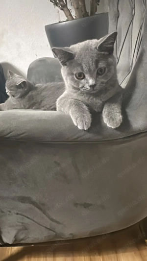 2 BKH Kitten M und W 11 Wochen alt 