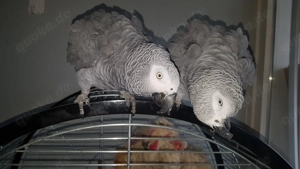 Älteren, gesunden aber Handzahmen Graupapagei, möglichst Henne gesucht.